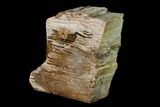 Polished Petrified Wood Stand-up - Sweethome, Oregon #162882-2